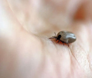 Battle the Growing Tick Health Threat with Free TickTracker App